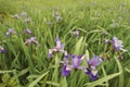 Wild iris in a meadow Royalty Free Stock Photo