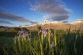 Wild Iris In Meadow