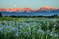 Wild Iris Mountains And Moonset