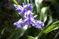 Wild iris Royalty Free Stock Photo