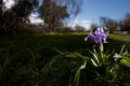 Wild iris Royalty Free Stock Photo