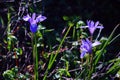 Wild iris purple flowers in the wood.