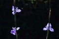 Wild iris purple flowers in the wood.