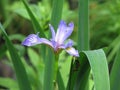Wild Iris in Summer