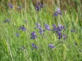 Wild irises. Spring flowers.