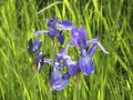 Wild irises. Spring flowers.