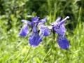 Wild irises. Spring flowers.