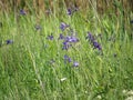 Wild irises. Spring flowers.