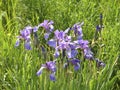 Wild irises. Spring flowers.