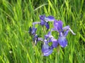 Wild irises. Spring flowers.