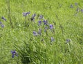 Wild irises. Spring flowers.