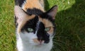 Wild Irish cat, coat color white, black and red.