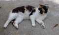 Wild Irish cat, coat color white, black and red.