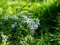 Wild Irish Daisies in the Summer