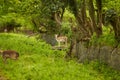 Wild Irish fauna, a herd of wild deer which roam and graze in Phoenix Park, Dublin, Ireland