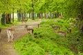 Wild Irish fauna, a herd of wild deer which roam and graze in Phoenix Park, Dublin, Ireland