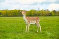 Wild Irish fauna, a herd of wild deer which roam and graze in Phoenix Park, Dublin, Ireland