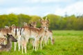 Wild Irish fauna, a herd of wild deer which roam and graze in Phoenix Park, Dublin, Ireland