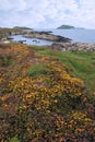 Wild irish flowers and scarriff islands Royalty Free Stock Photo