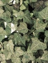 Wild ivy plant, many green vines with leaves.