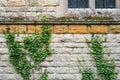 Wild Ivy seen growing up the side of an old Church exterior wall. Royalty Free Stock Photo