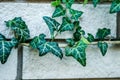 Wild ivy on a white brick Royalty Free Stock Photo