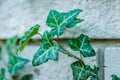 Wild ivy on a white brick Royalty Free Stock Photo