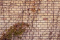The wild ivy in yellow and red leaves against the red old brick wall as an autumn background vintage Royalty Free Stock Photo