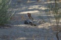Wild jack rabbit or hare laying in the shade near bushes Royalty Free Stock Photo