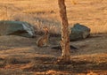 Wild Jack Rabbit Royalty Free Stock Photo