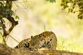 Wild Jaguar Asleep in Shade