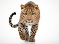 Wild Jaguar Cat Isolated On White Royalty Free Stock Photo