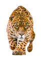 Wild Jaguar Cat Isolated On White