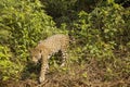 Wild Jaguar Exiting Jungle Royalty Free Stock Photo