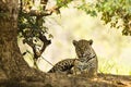 Wild Jaguar, Face Forward Seated under Tree