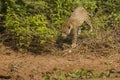 Wild Jaguar Headed to Riverbank Royalty Free Stock Photo