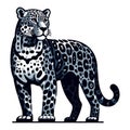Wild jaguar leopard full body vector illustration, zoology illustration, animal predator big cat design template isolated on white Royalty Free Stock Photo
