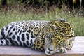 Wild Jaguar ( Panthera onca ) in the dark, artistic photo with ample free space for text Royalty Free Stock Photo