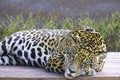 Wild Jaguar ( Panthera onca ) in the dark, artistic photo with ample free space for text Royalty Free Stock Photo