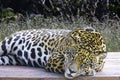 Wild Jaguar ( Panthera onca ) in the dark, artistic photo with ample free space for text Royalty Free Stock Photo