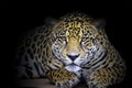 Wild Jaguar ( Panthera onca ) in the dark, artistic photo with ample free space for text Royalty Free Stock Photo