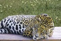 Wild Jaguar ( Panthera onca ) in the dark, artistic photo with ample free space for text Royalty Free Stock Photo