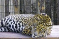 Wild Jaguar ( Panthera onca ) in the dark, artistic photo with ample free space for text Royalty Free Stock Photo