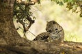 Wild Jaguar, Paw Tucked, Looking to Side, Under Tree