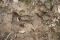 Top view of Jaguar pawprint over mud in Pantanal, Brazil