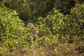 Wild Jaguar Peering out from Jungle Royalty Free Stock Photo