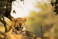 Wild Jaguar Resting in the Shade