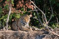 Wild Jaguar on a river bank