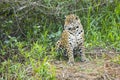 Wild Jaguar Sitting in Jungle Clearing