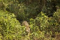 Wild Jaguar Skulking through Jungle